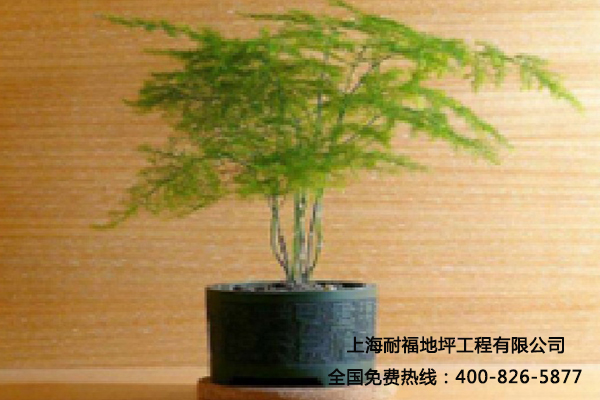绿色植物 绿色植物